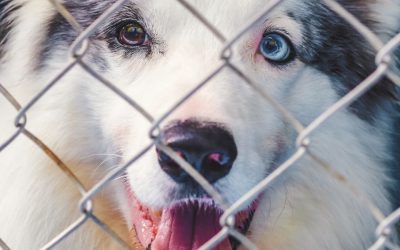 Pourquoi vous devriez entraîner la cage à votre chien, même s’il n’en a pas besoin et même si vous êtes contre