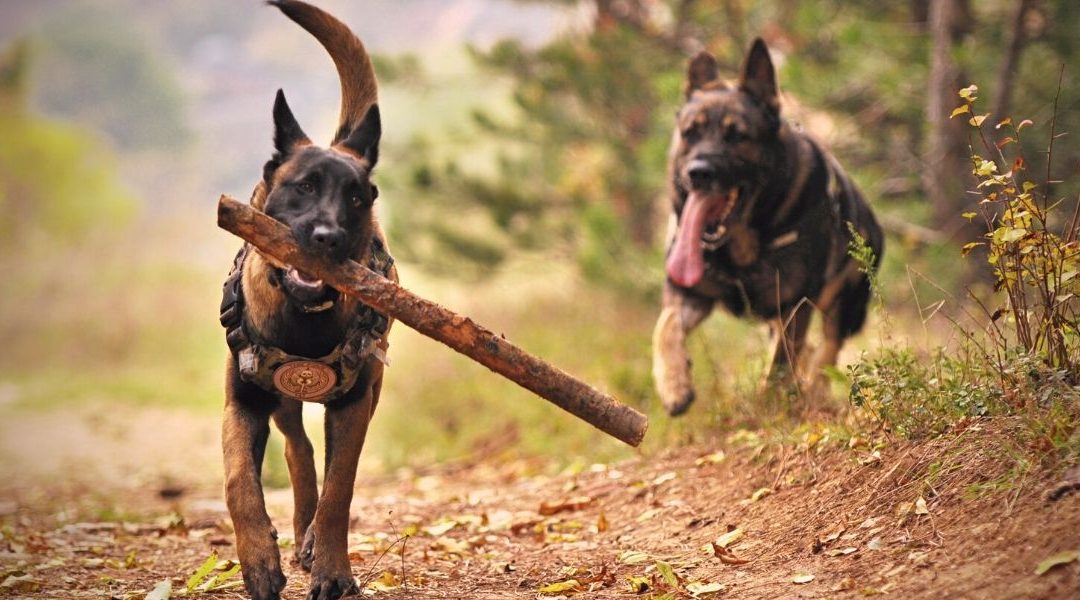 Avoir un chien intense et à haute énergie, c’est plus que d’avoir un animal motivé pour l’entraînement