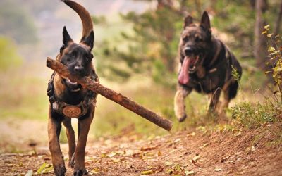 Avoir un chien intense et à haute énergie, c’est plus que d’avoir un animal motivé pour l’entraînement