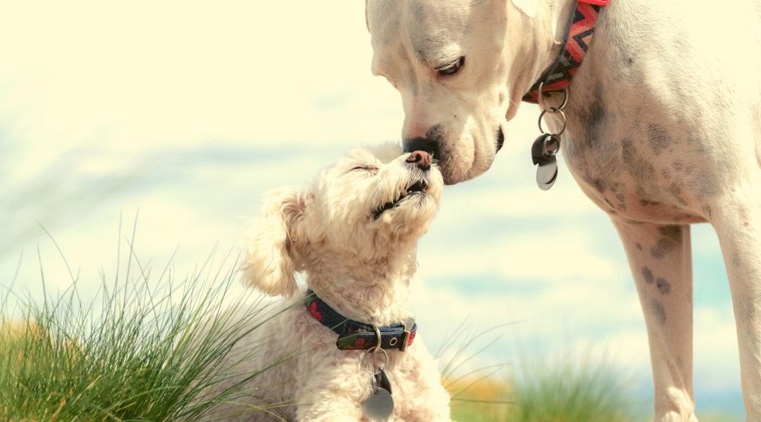 Comment faire des rencontres entre chiens en 3 étapes