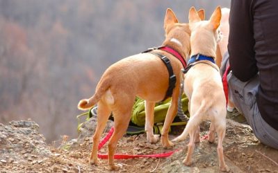 3 exercices à montrer à vos chiens pour vos randonnées pédestres