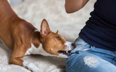 3 conseils pour éviter que votre chien tire sur votre linge et déchire vos pantalons