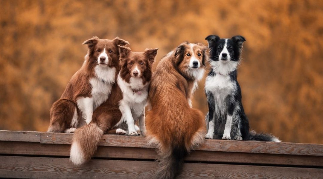 4 façons pour que votre chien ne veule pas automatiquement aller voir les autres chiens