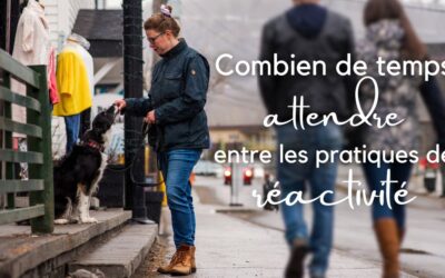 Combien de temps attendre entre les pratiques avec un chien réactif ou anxieux?