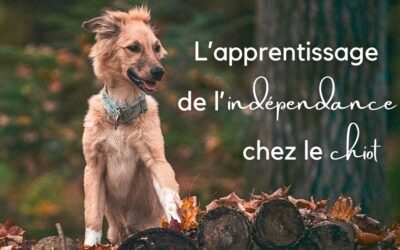 Mon chiot pleure lorsqu’il est seul – L’acquisition de l’indépendance chez le chiot