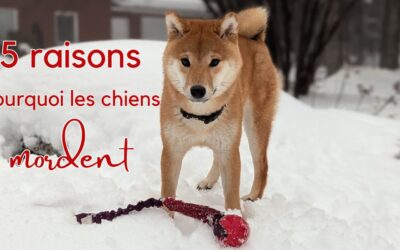 5 raisons pour lesquelles les chiens mordent